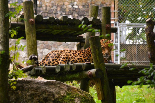 Owens give their coffee sacks a new use at Dartmoor Zoo!